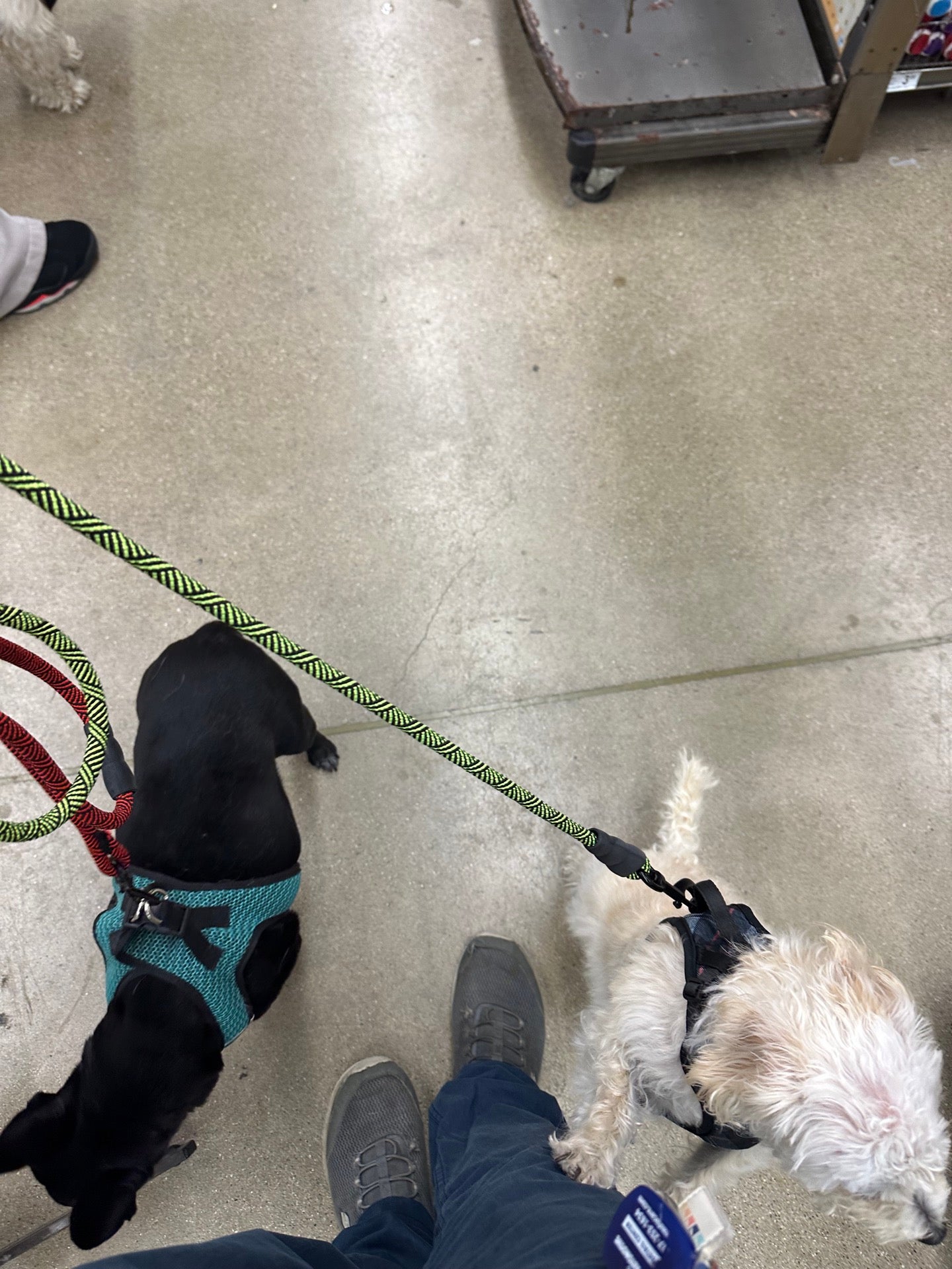 Petco